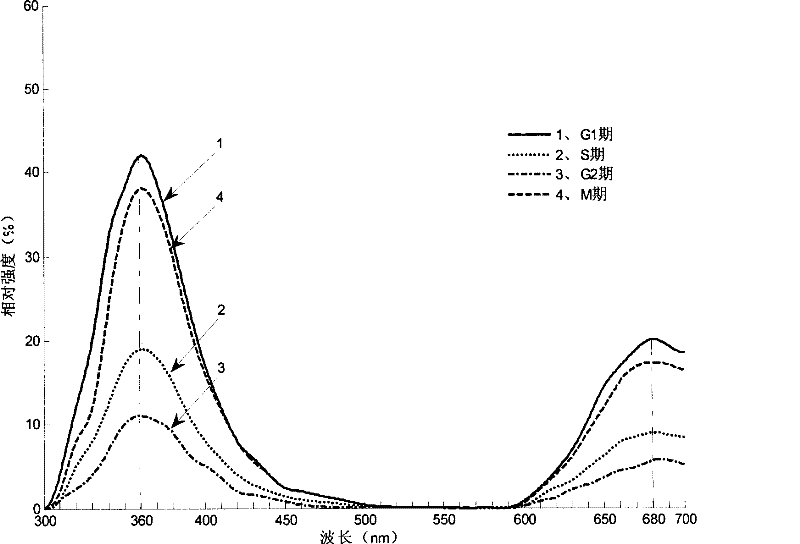 Method for Measuring Cell Cycle Using Cell Autofluorescence Spectroscopy