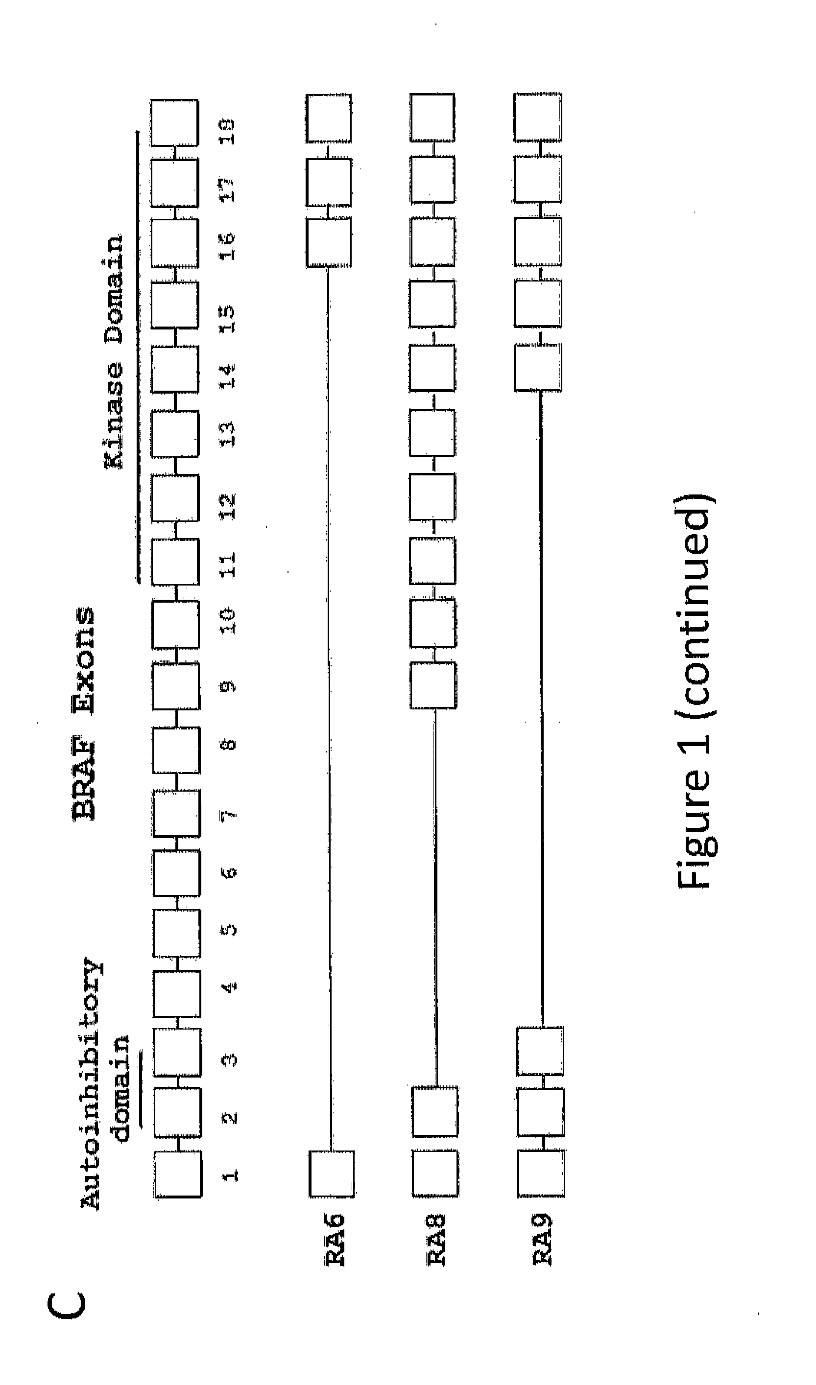 Methods for determining and inhibiting rheumatoid arthritis associated with the braf oncogene in a subject