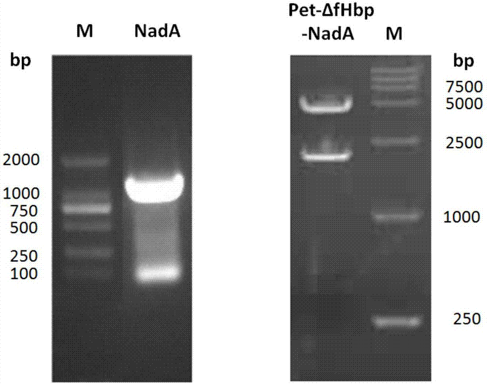 Multivalent pneumococcal conjugate vaccine and preparation method thereof