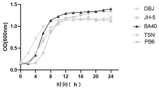 Probiotic for inhibiting clostridium perfringens, and screening method and application thereof