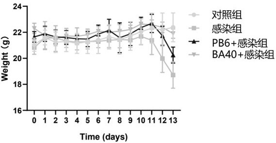 Probiotic for inhibiting clostridium perfringens, and screening method and application thereof