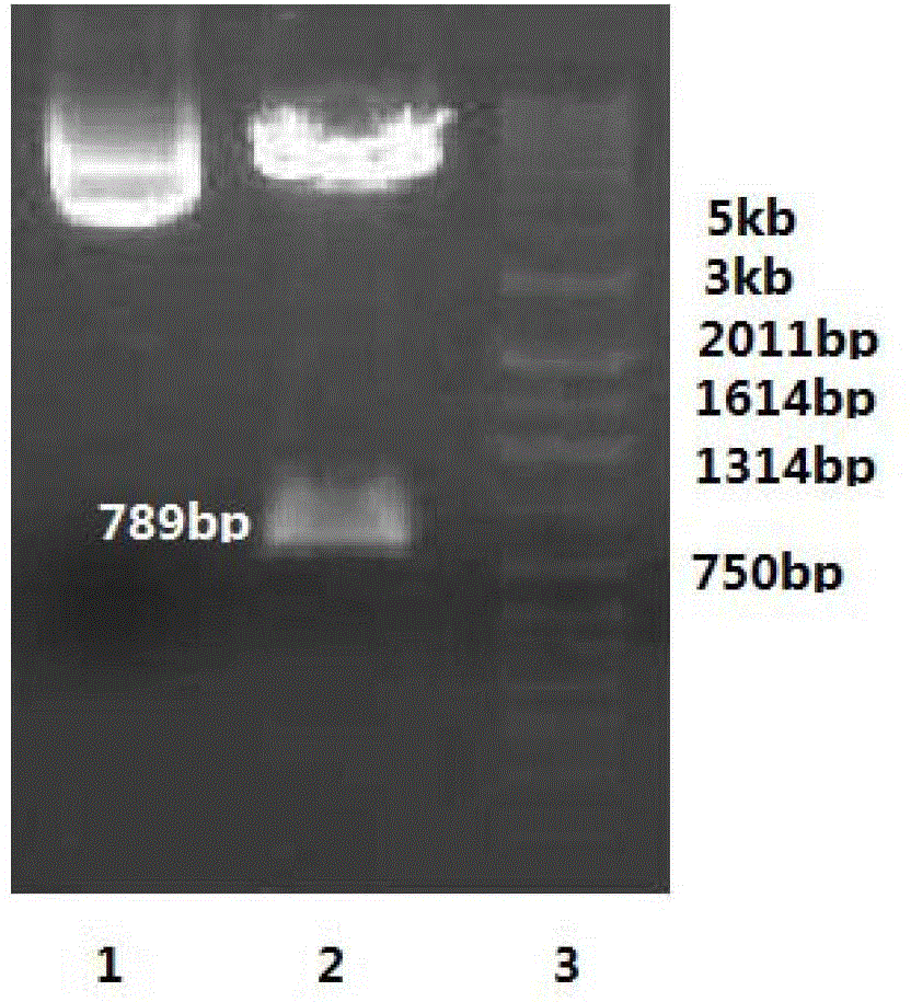 A kind of fluorescent quantitative PCR detection method and reagent of duck hepatitis B virus
