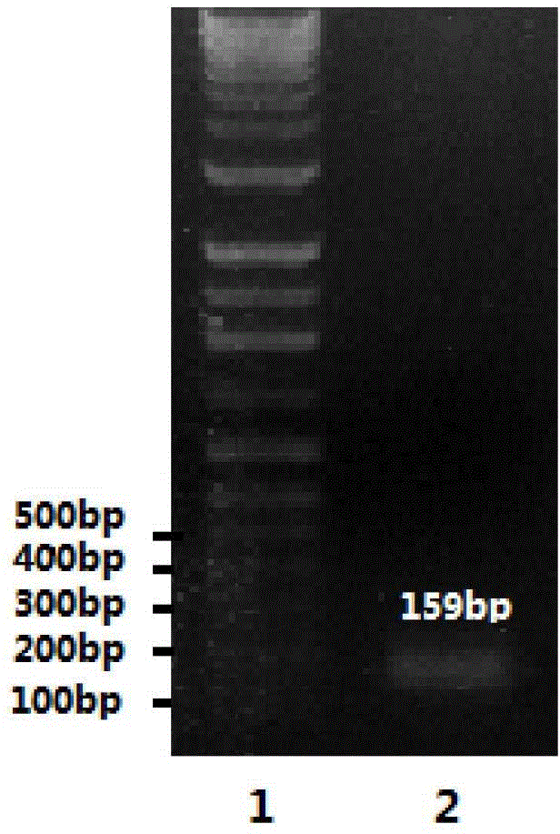 A kind of fluorescent quantitative PCR detection method and reagent of duck hepatitis B virus