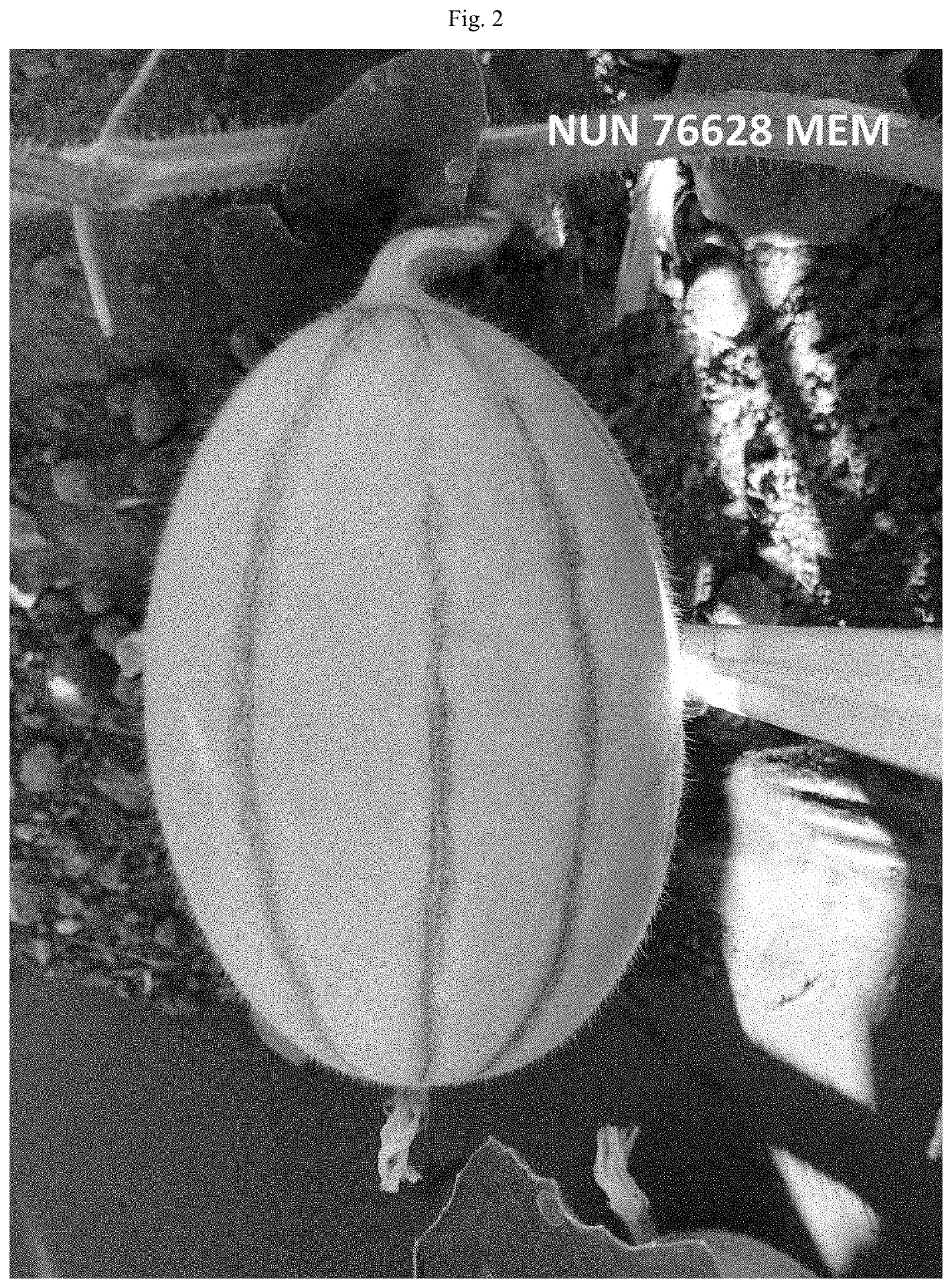 Melon variety nun 76628 mem