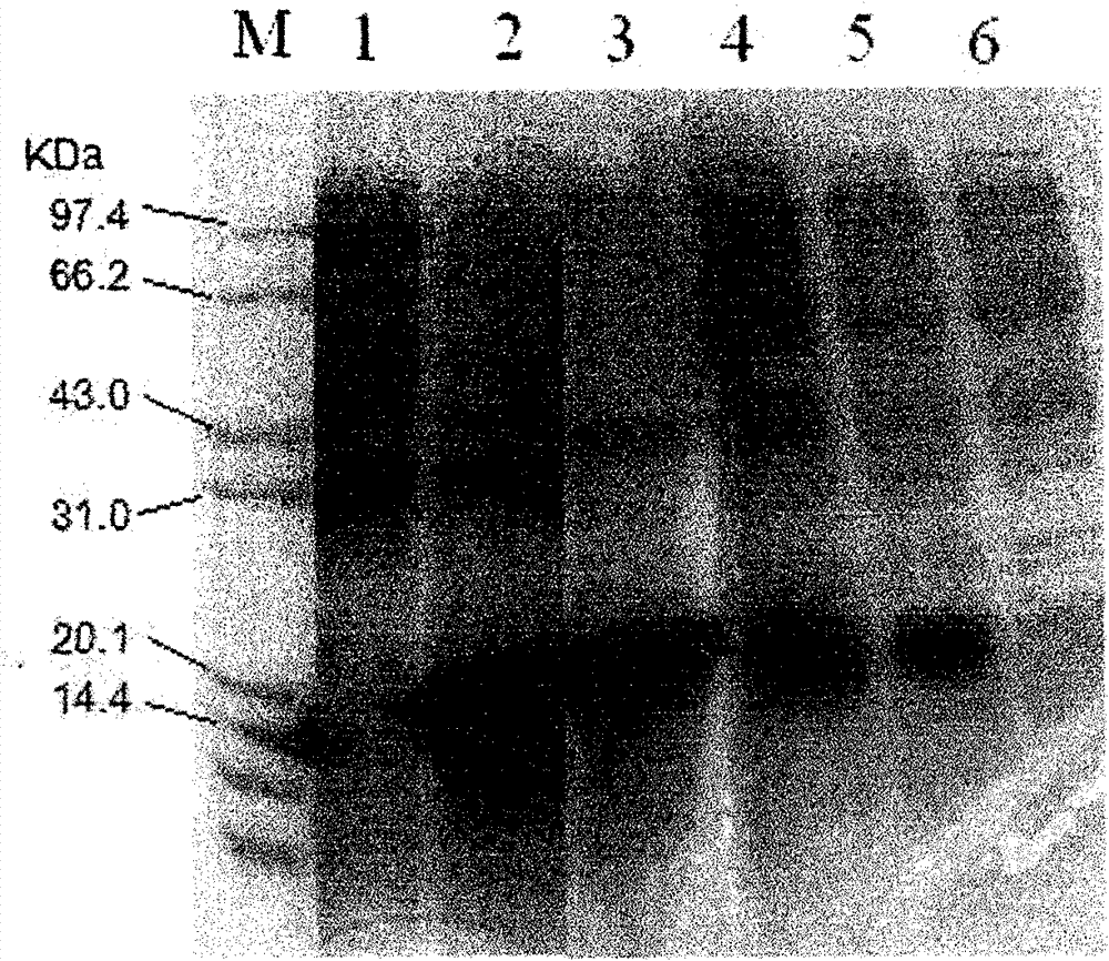 Preparation method for soluble truncated human tumor necrosis factor-related apoptosis inducing ligand (TRAIL) active protein