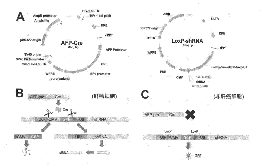 Liver cancer tissue specific RNA (Ribose Nucleic Acid) interference system, as well as construction method and application method thereof