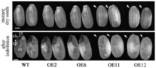 Application of rice glutaredoxin gene osgrxc2 in breeding