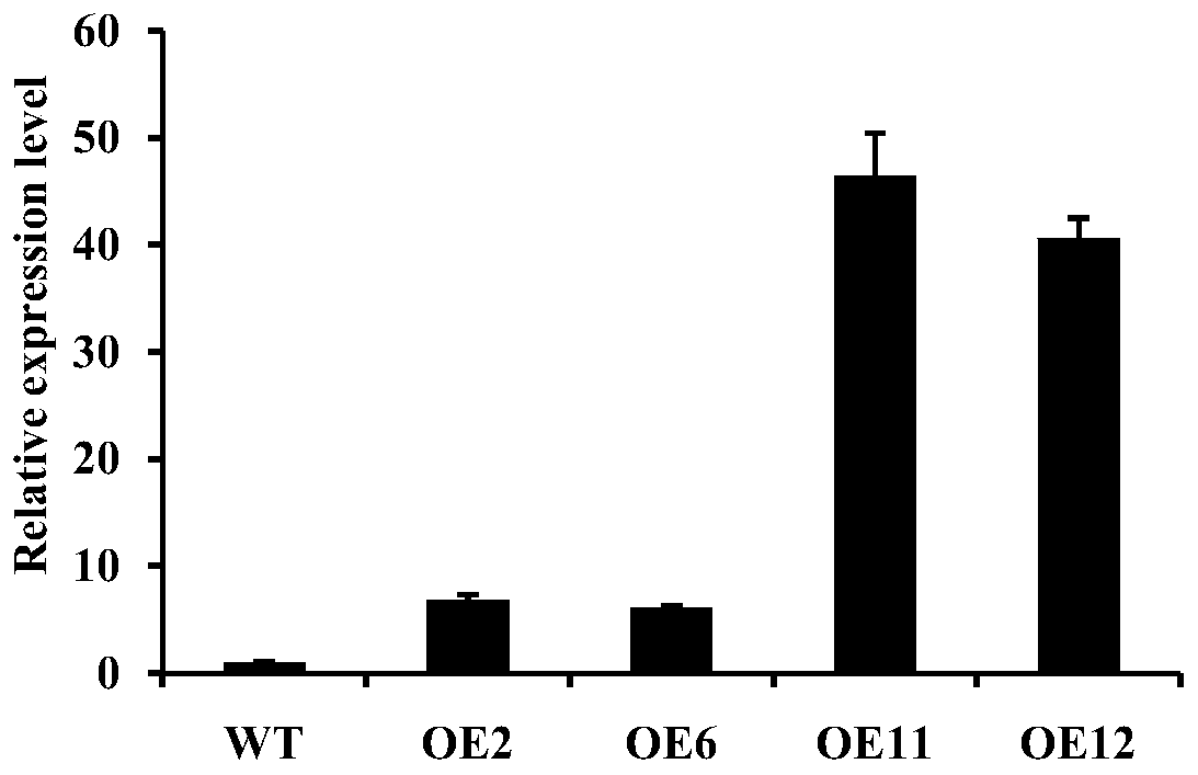 Application of rice glutaredoxin gene osgrxc2 in breeding