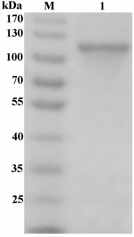 Heat-resistant mannosidase gene as well as expression protein and application thereof