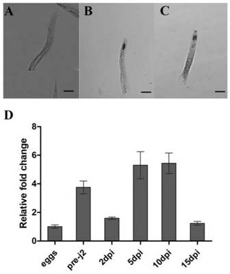 Gramineae root-knot nematode transcription factor MgBTF3 and application thereof in prevention and treatment of diseases