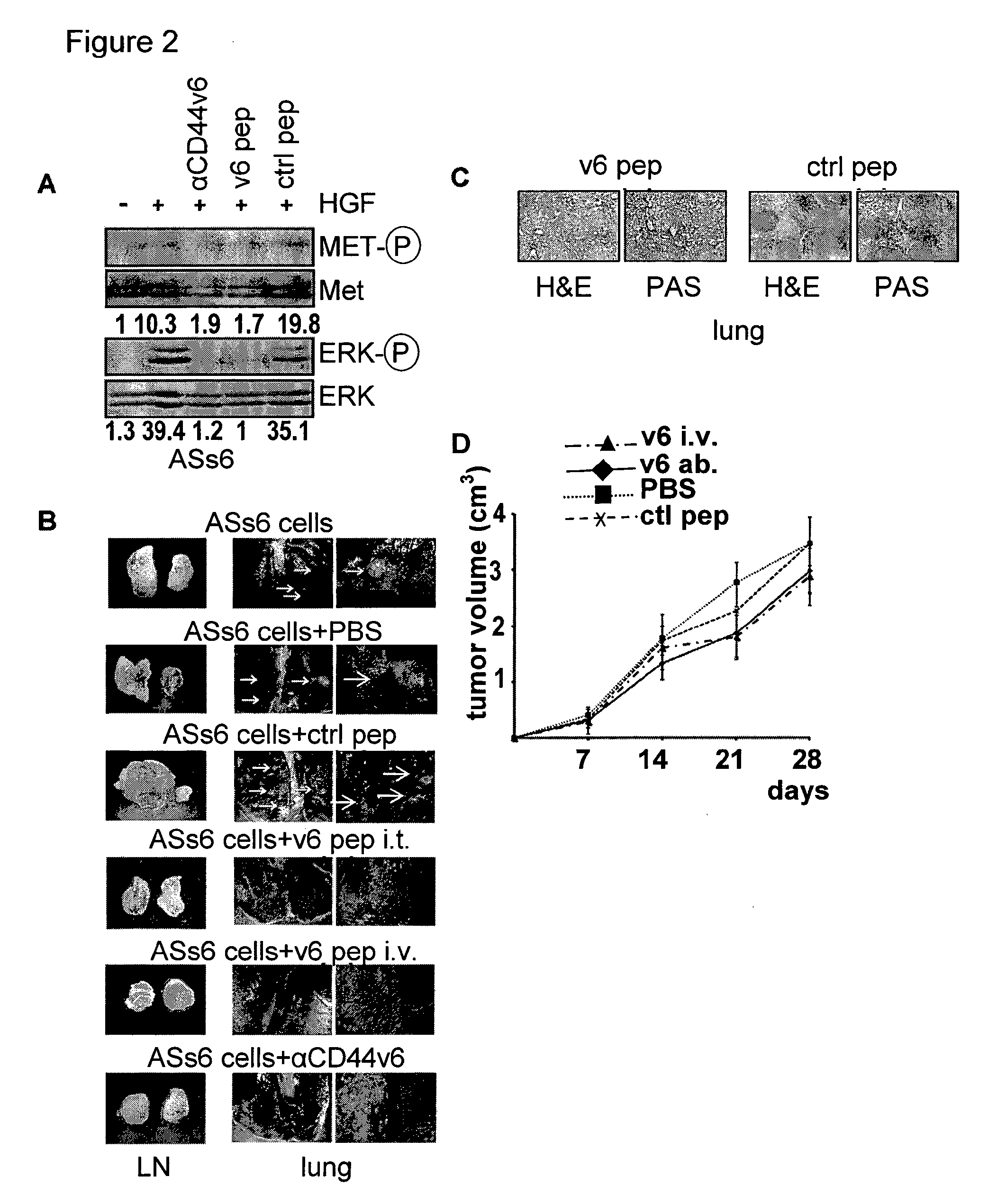 CD44V6-Derived Peptides for Treating Pancreatic Cancer