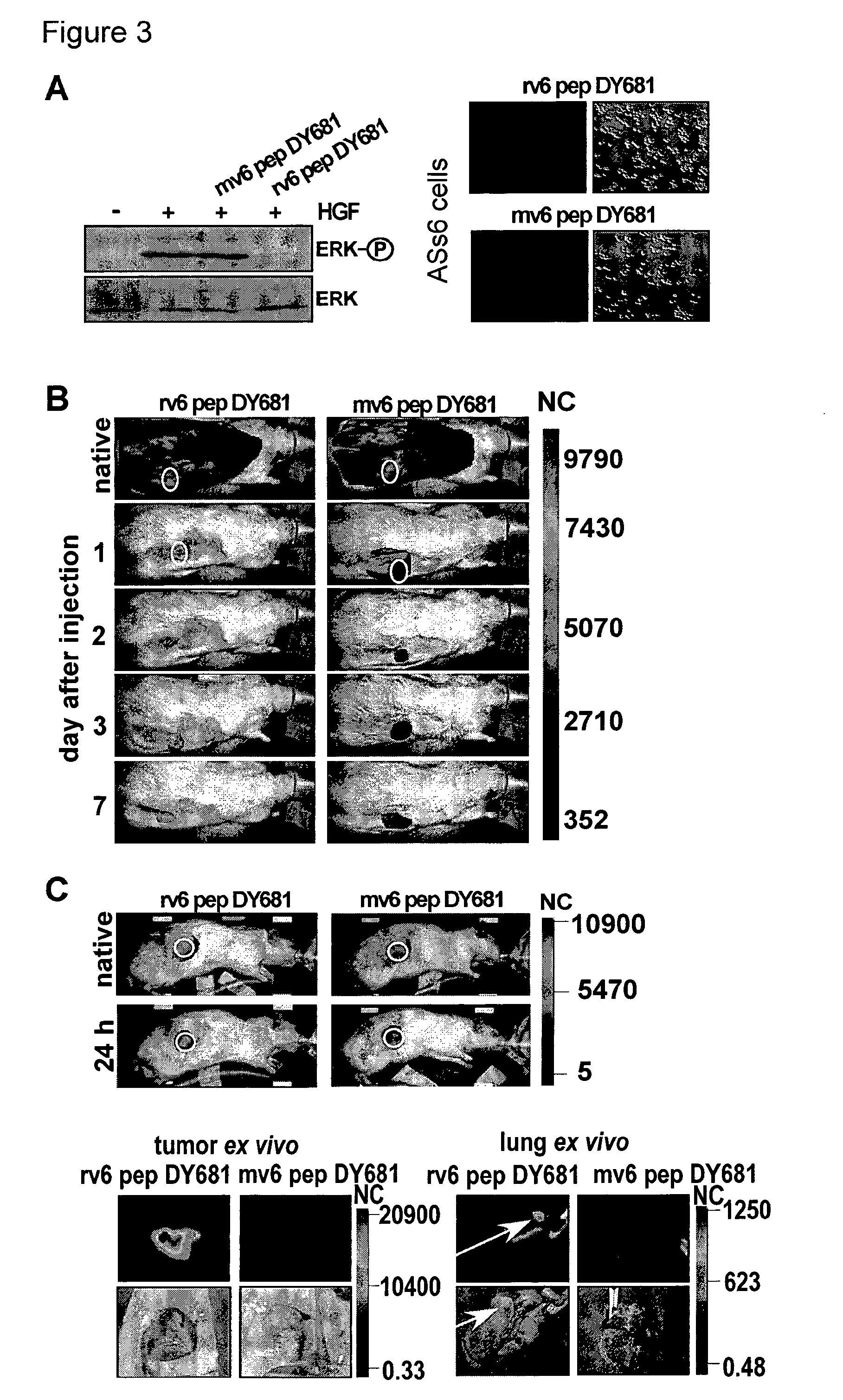 CD44V6-Derived Peptides for Treating Pancreatic Cancer