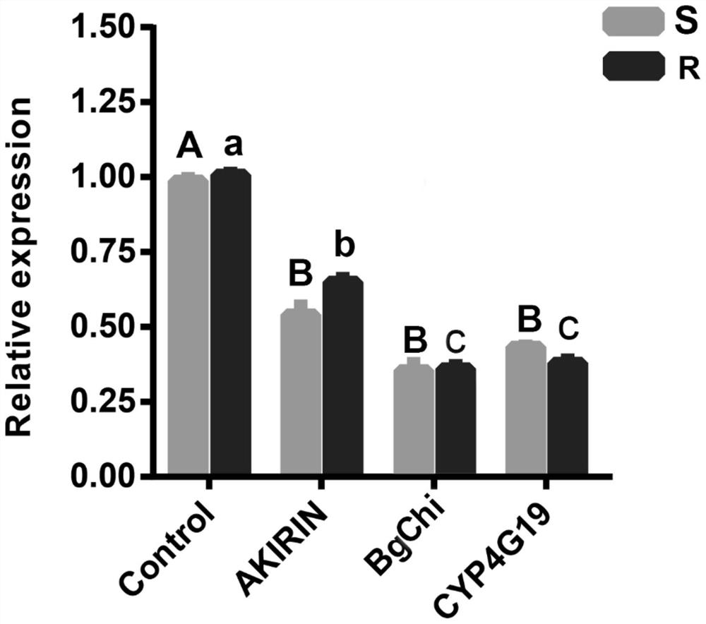 Method for improving killing of German cockroaches by metarhizium anisopliae through interfering genes and application of method