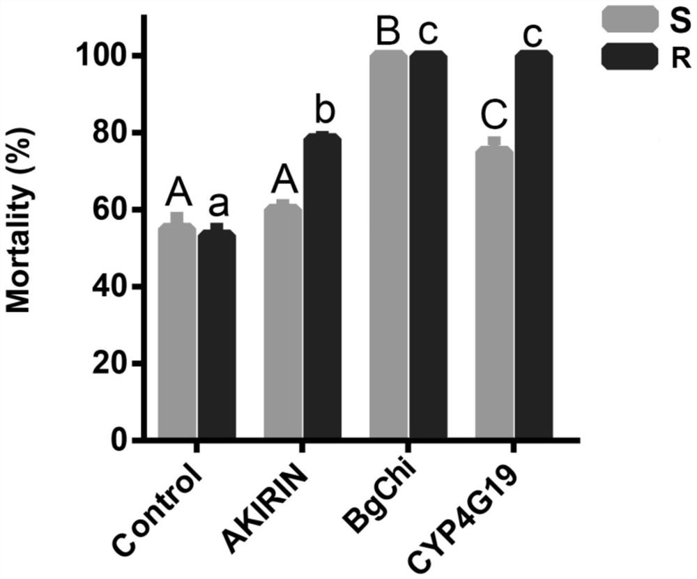 Method for improving killing of German cockroaches by metarhizium anisopliae through interfering genes and application of method