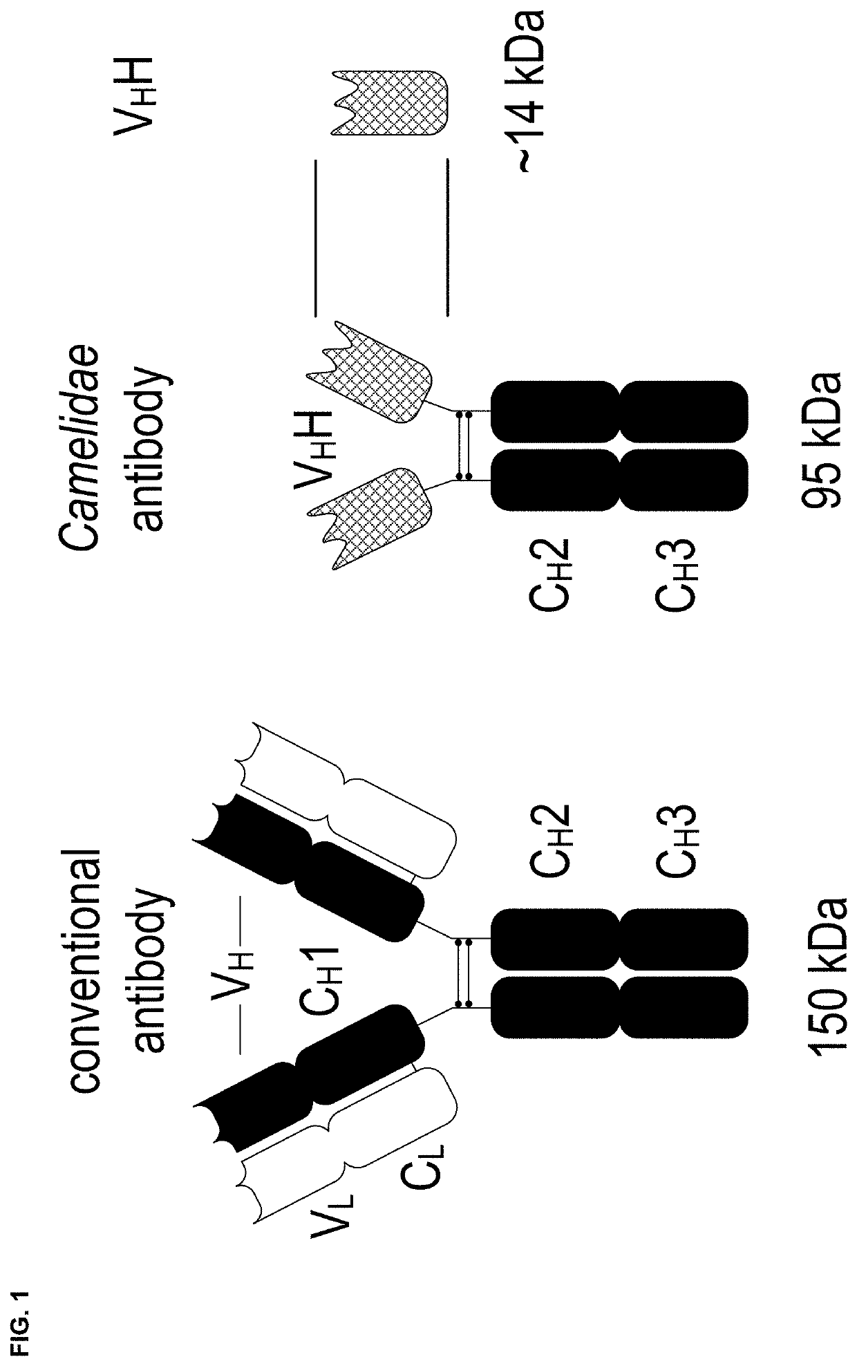 Fusion protein of single domain antibody and procoagulant