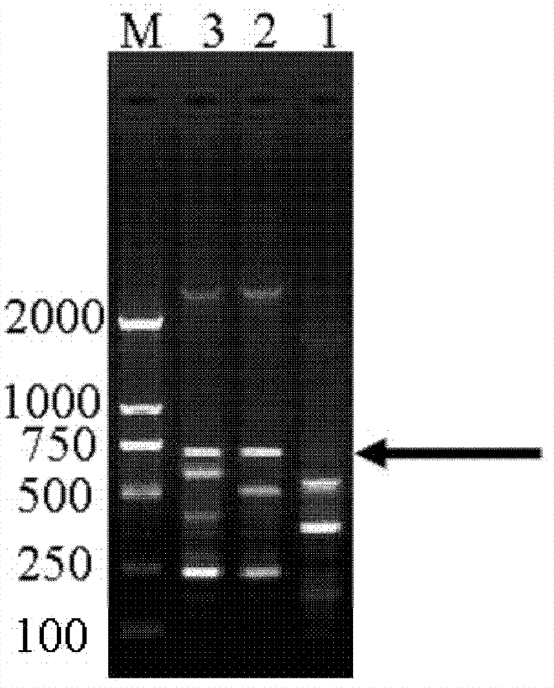 TRAP-SCAR252 (target region amplification polymorphism-sequence characterized amplified region 252) marker for identifying E group chromosomes of Agropyron elongatum and application thereof