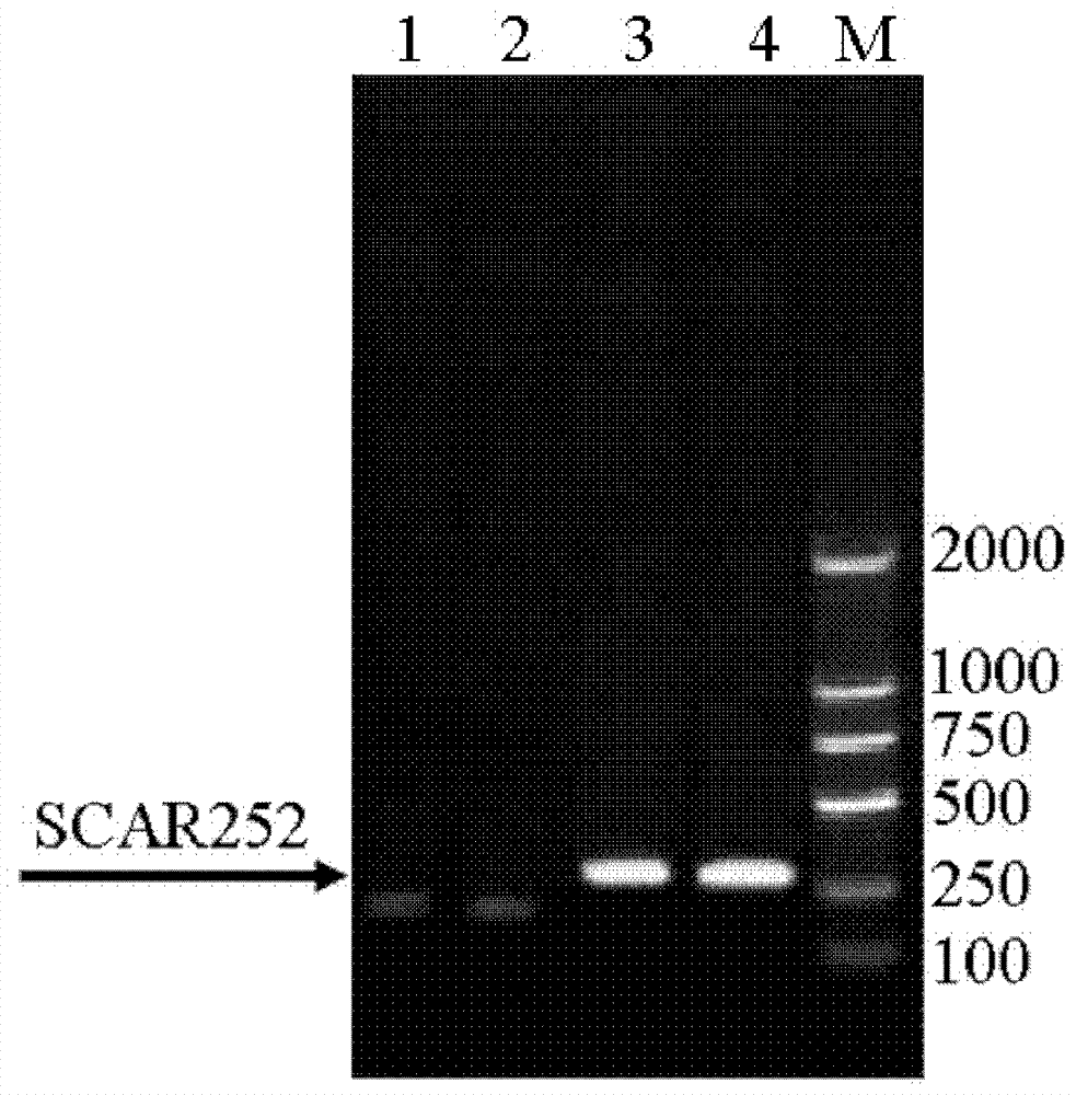 TRAP-SCAR252 (target region amplification polymorphism-sequence characterized amplified region 252) marker for identifying E group chromosomes of Agropyron elongatum and application thereof