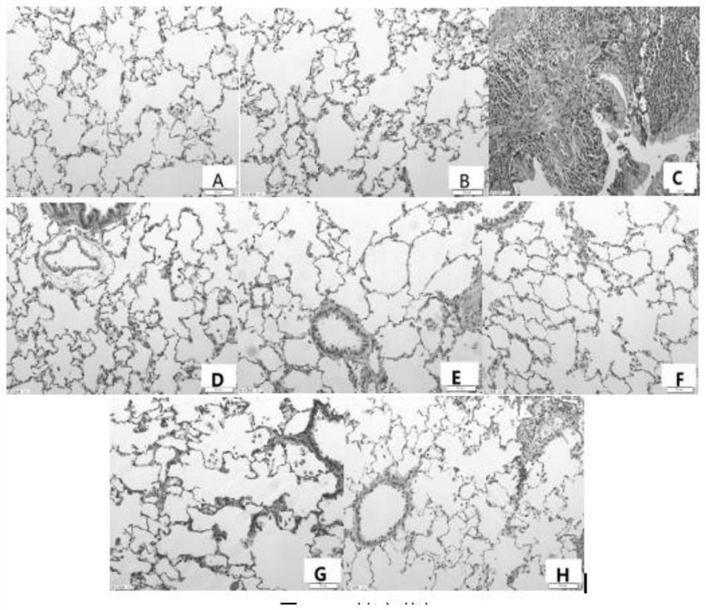 Pharmacological action research method of rana japonica oil freeze-dried powder for improving pulmonary fibrosis