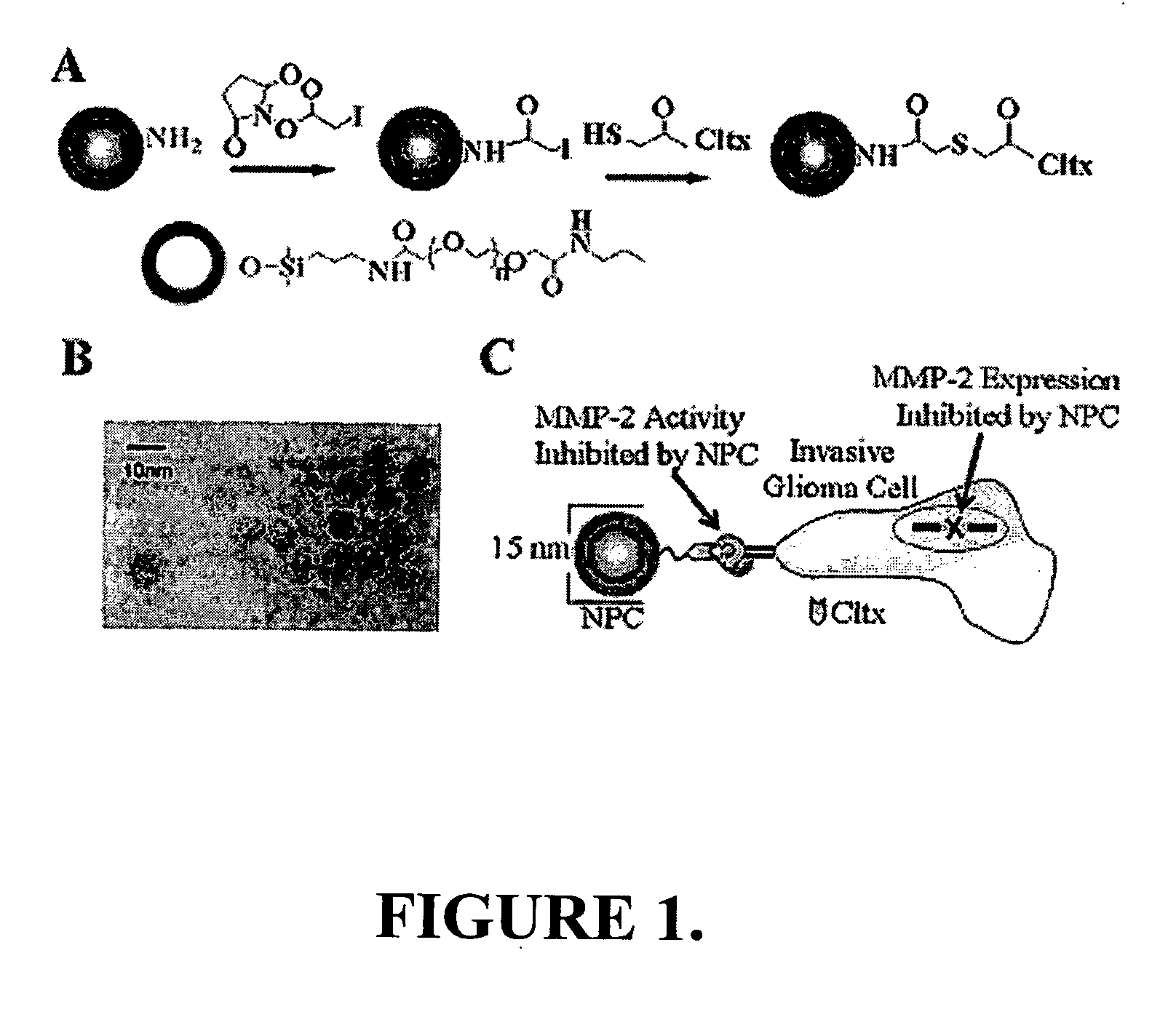 Chlorotoxin-labeled nanoparticle compositions and methods for targeting primary brain tumors