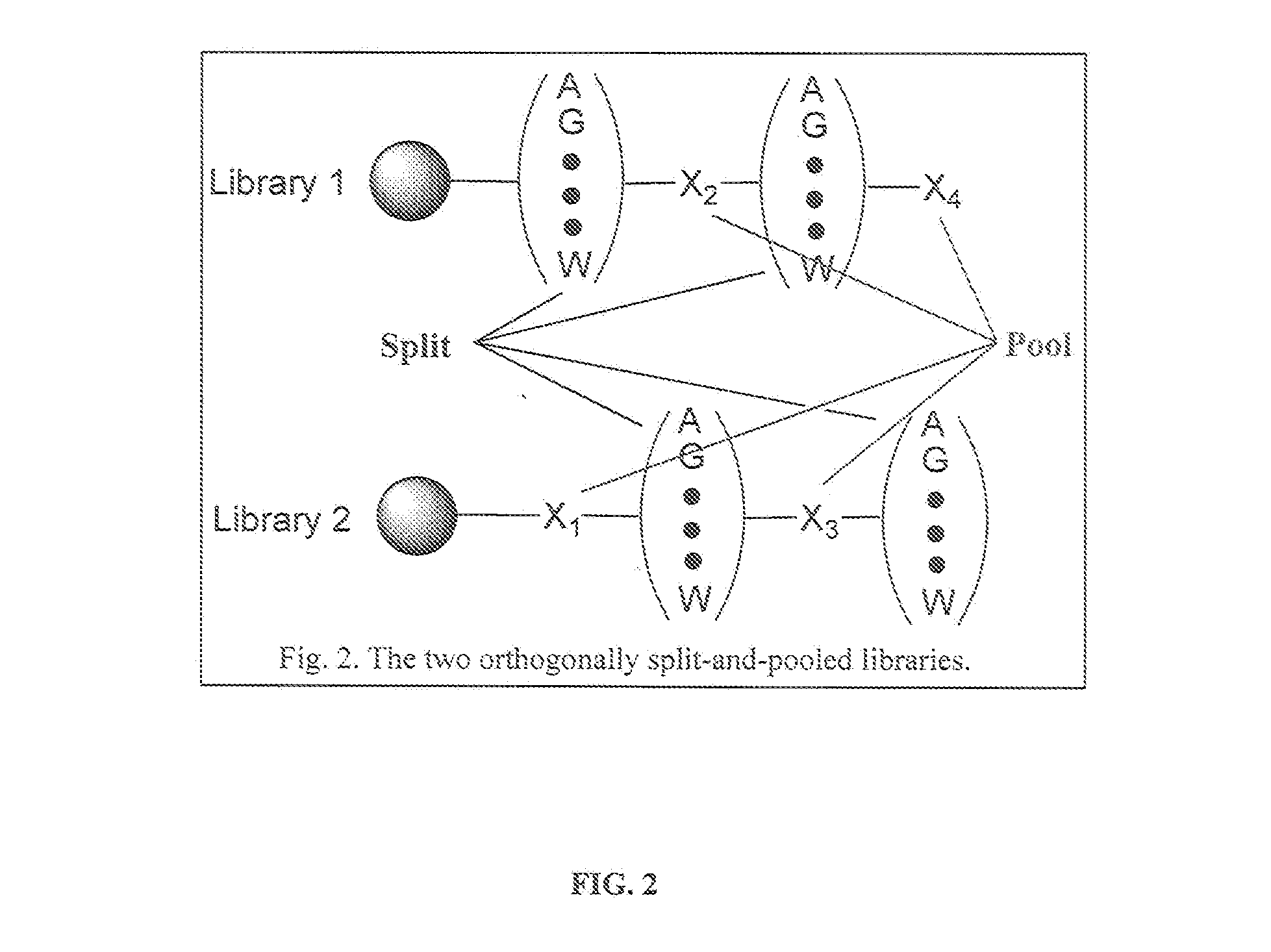 Hybrid Cyclic Libraries and Screens Thereof
