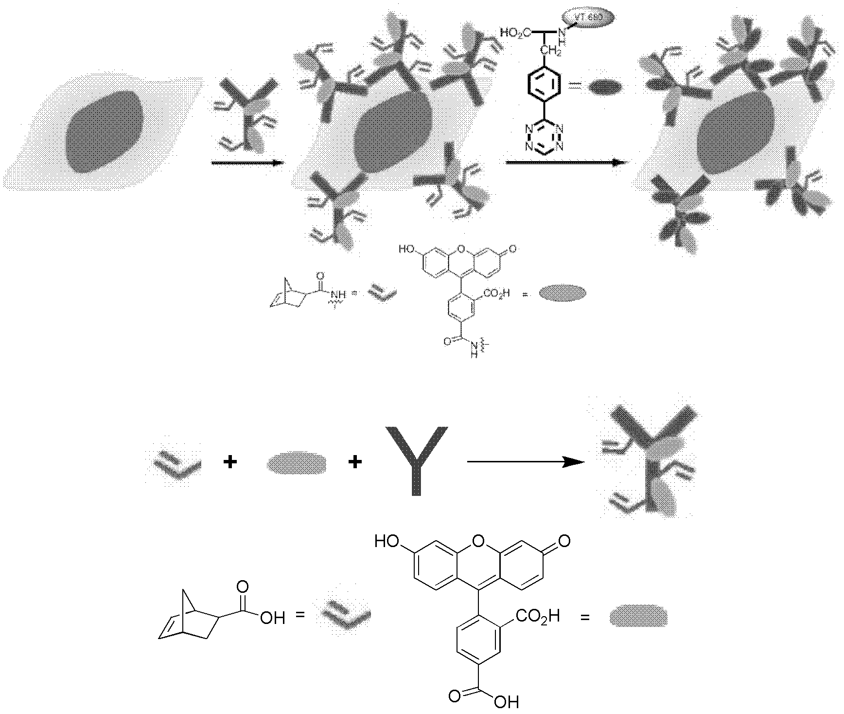 Novel compound L-4-terazine-phenylalanine, preparation method and application thereof