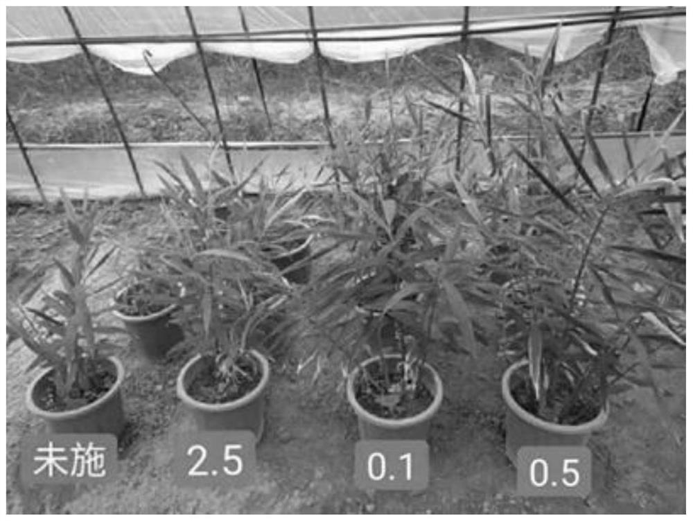 Application of anabaena and/or spirulina extract as biostimulant in agricultural production