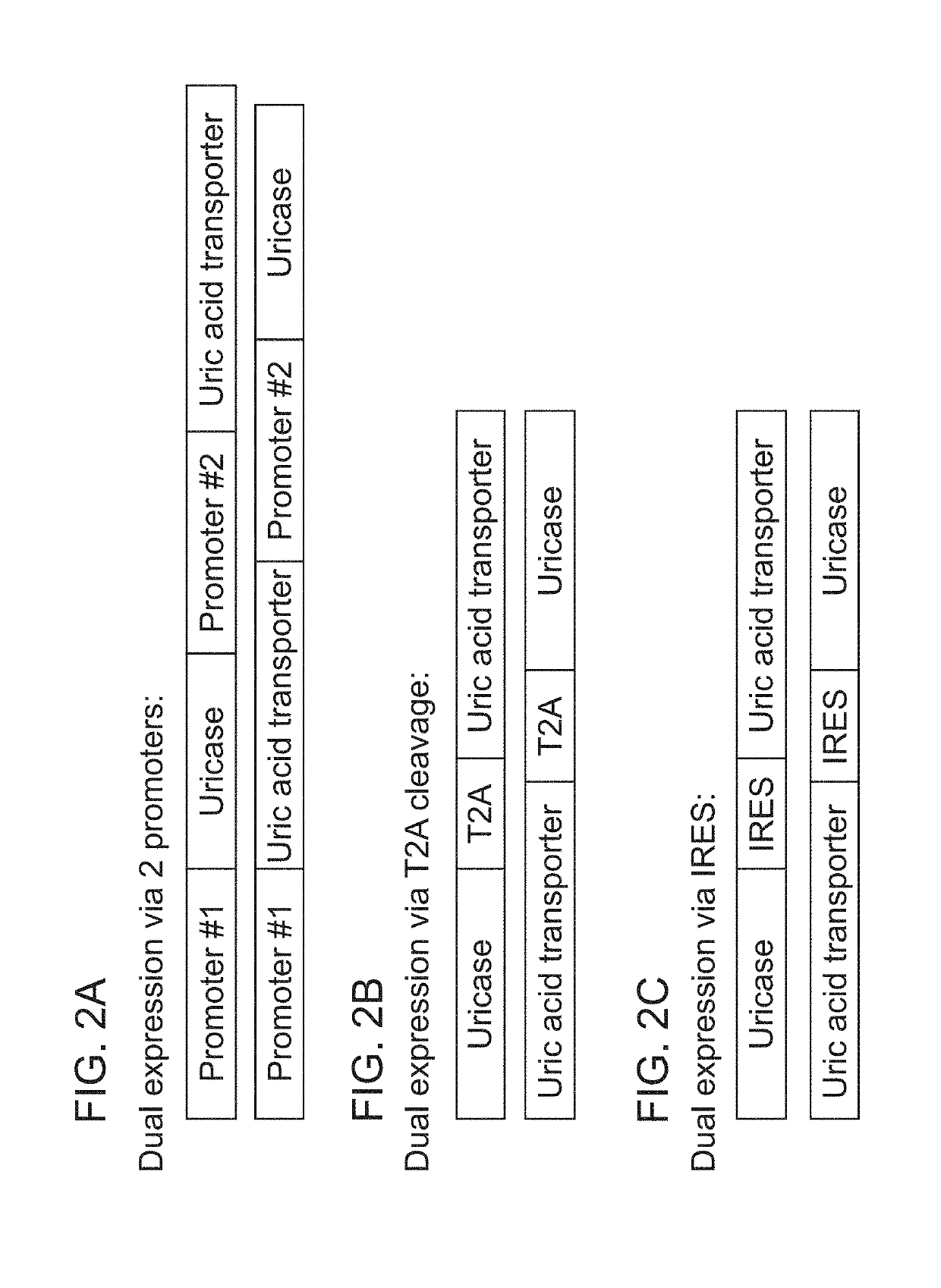 Therapeutic cell systems and methods for treating hyperuricemia and gout