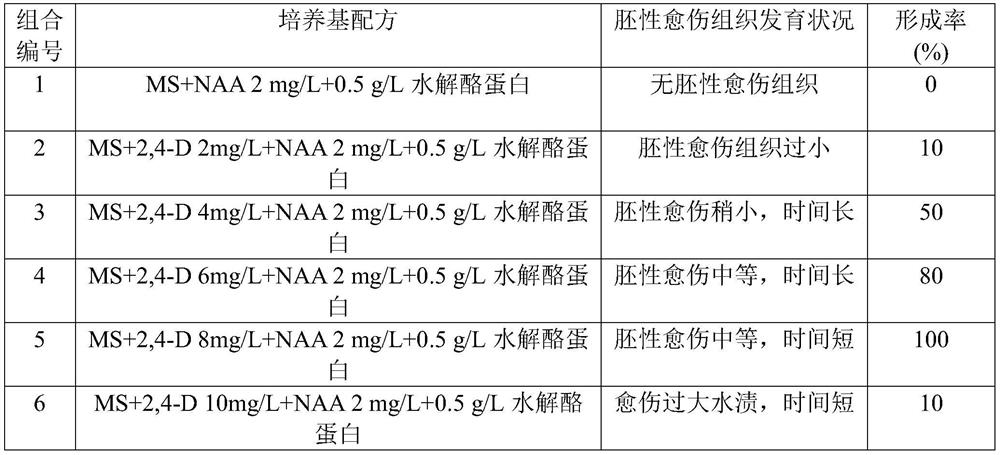 Festuca arundinacea tissue culture and differentiation regeneration method