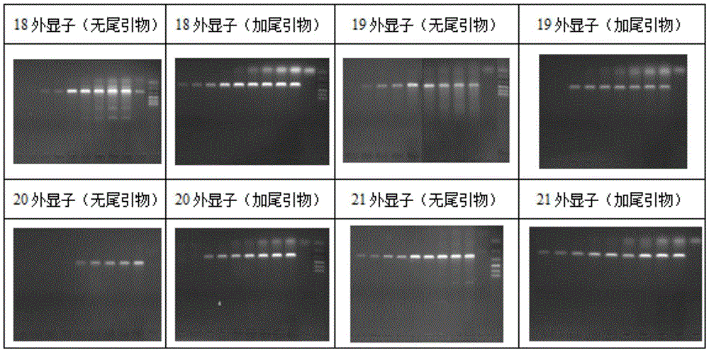 PCR (polymerase chain reaction) specificity improving method
