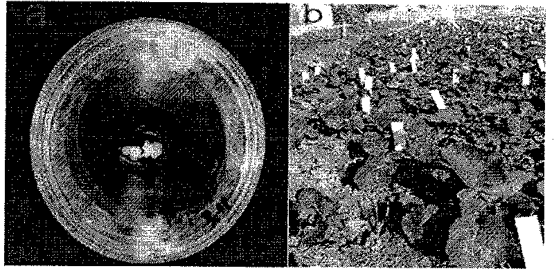 Method for assist-breeding low erucic acid, low sulfuric glucoside cabbage type rape self-incompatible line with microspore cultivation and SSR making