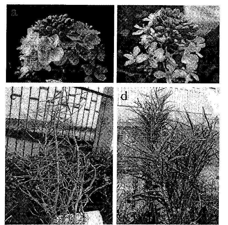 Method for assist-breeding low erucic acid, low sulfuric glucoside cabbage type rape self-incompatible line with microspore cultivation and SSR making