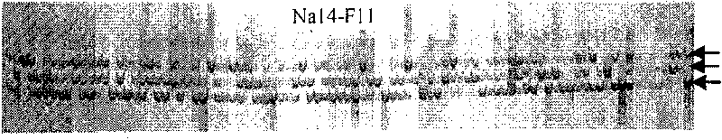 Method for assist-breeding low erucic acid, low sulfuric glucoside cabbage type rape self-incompatible line with microspore cultivation and SSR making