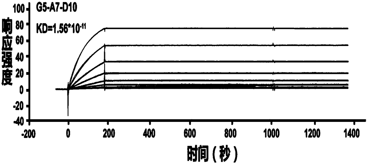 Coupled compound of anti-5T4 antibody and maytansine derivative DM4, preparation method and application
