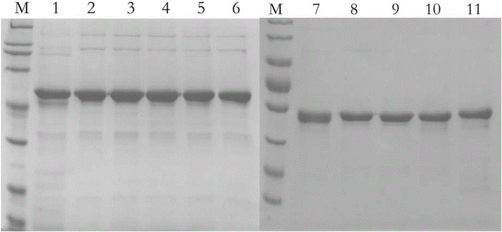 Mutant of HPV33 (human papilloma virus 33) L1 protein