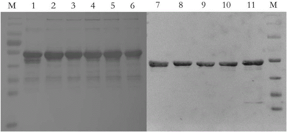 Mutant of HPV33 (human papilloma virus 33) L1 protein