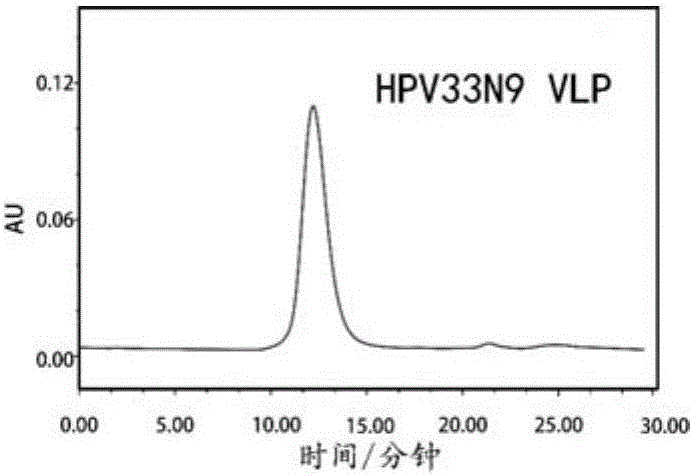 Mutant of HPV33 (human papilloma virus 33) L1 protein
