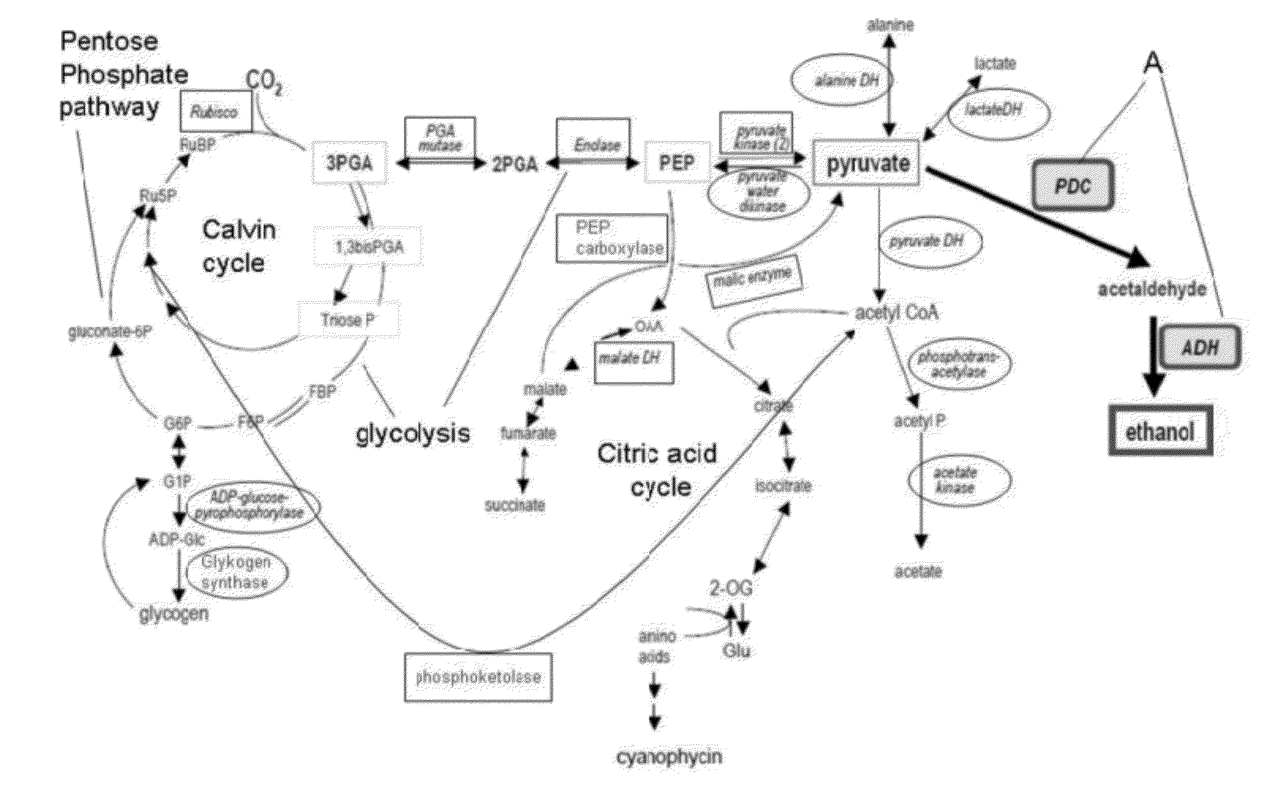 Metabolically Enhanced Photoautotrophic Ethanol Producing Host Cells, Method For Producing The Host Cells, Constructs For The Transformation Of The Host Cells, And Method Of Producing Ethanol Using The Host Cells