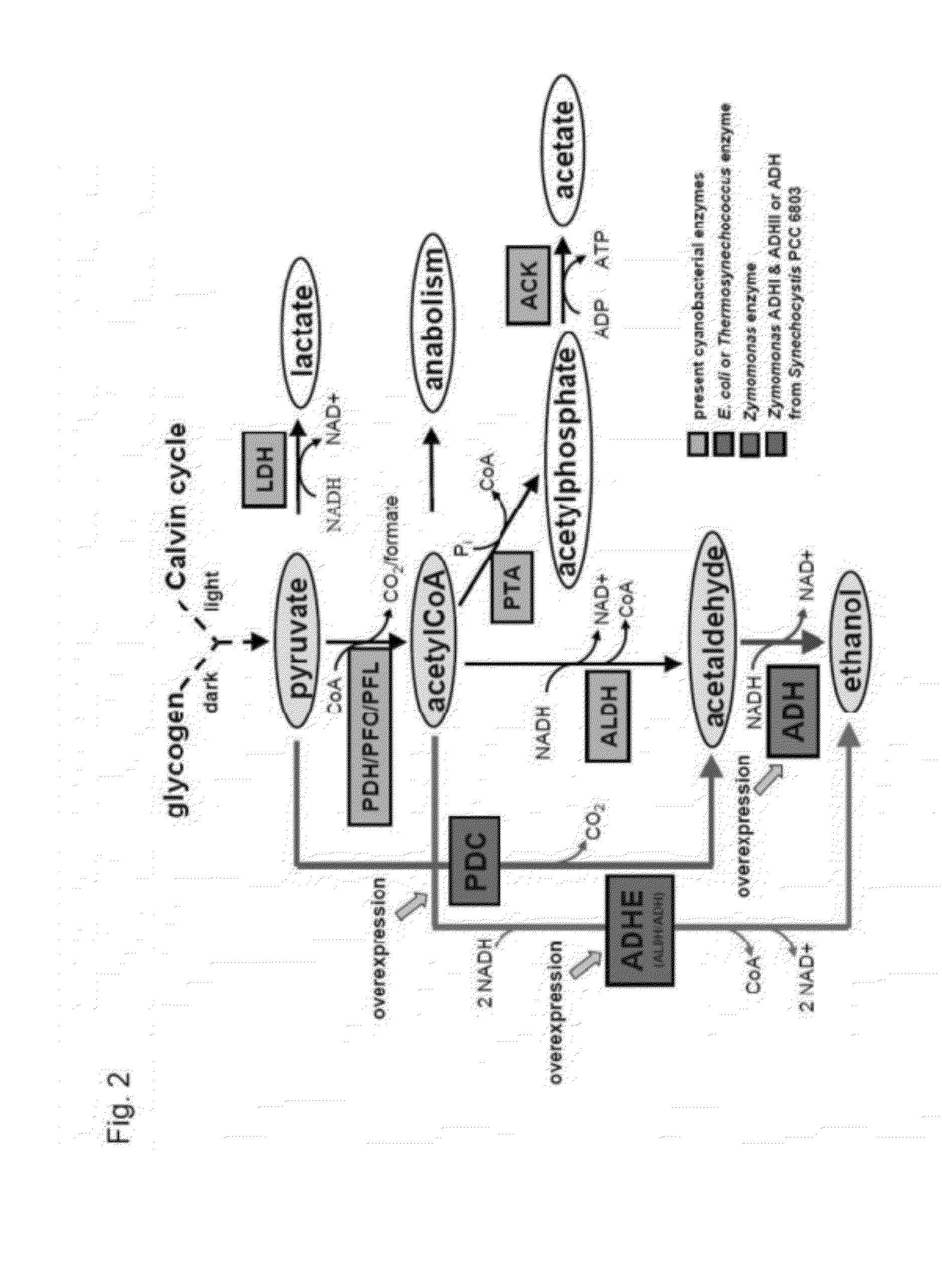 Metabolically Enhanced Photoautotrophic Ethanol Producing Host Cells, Method For Producing The Host Cells, Constructs For The Transformation Of The Host Cells, And Method Of Producing Ethanol Using The Host Cells