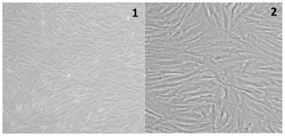 Exosome freeze-drying protective agent, and freeze-dried powder resuscitation fluid and application thereof