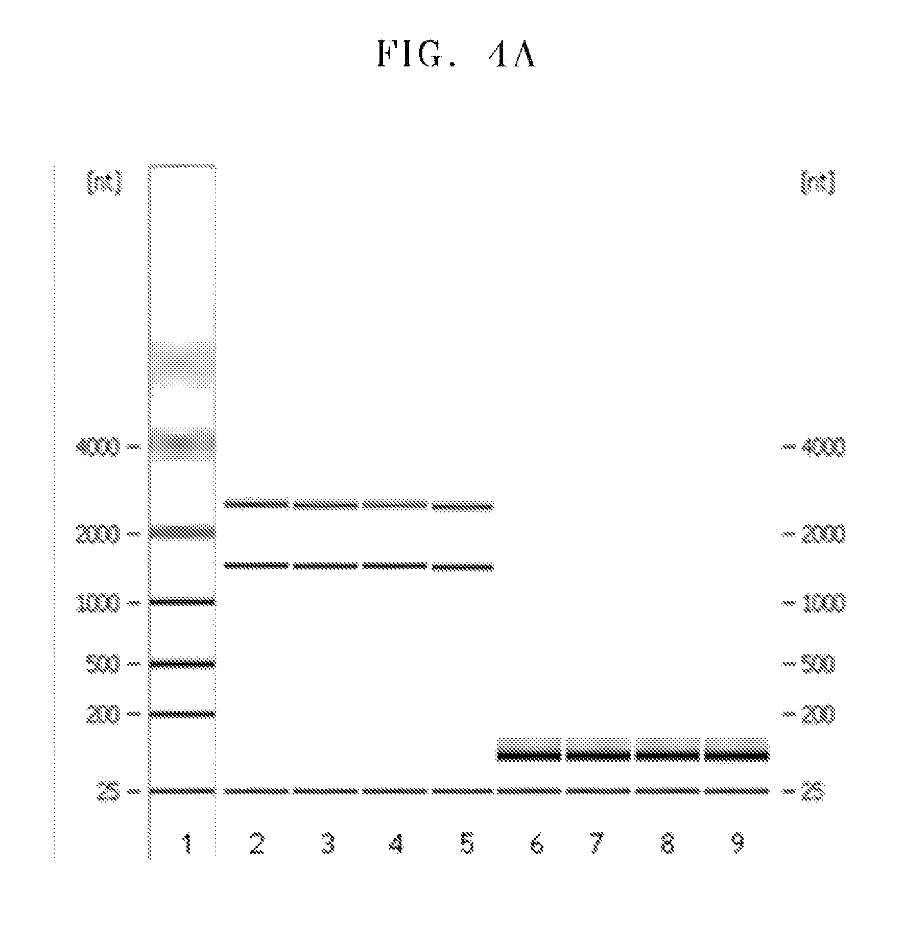 Method of separating small RNA molecules using kosmotropic salt