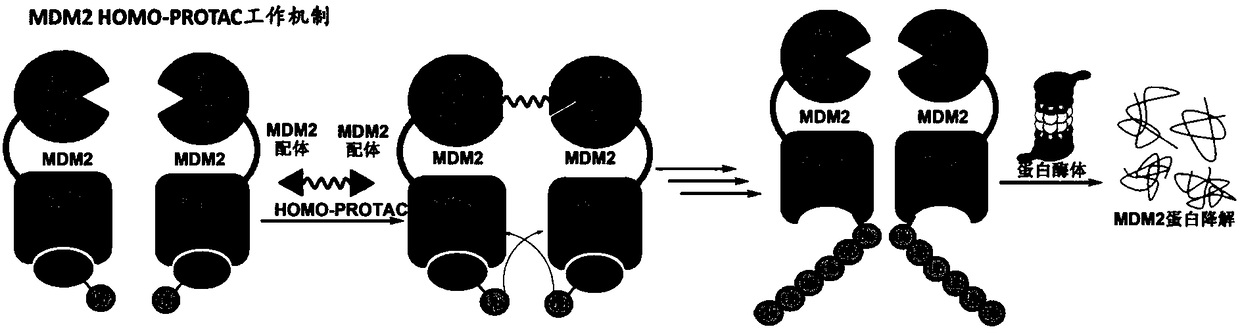 Dimer ester micromolecule PROTACs for inducing MDM2 to self-degrade E3 ubiquitin ligase