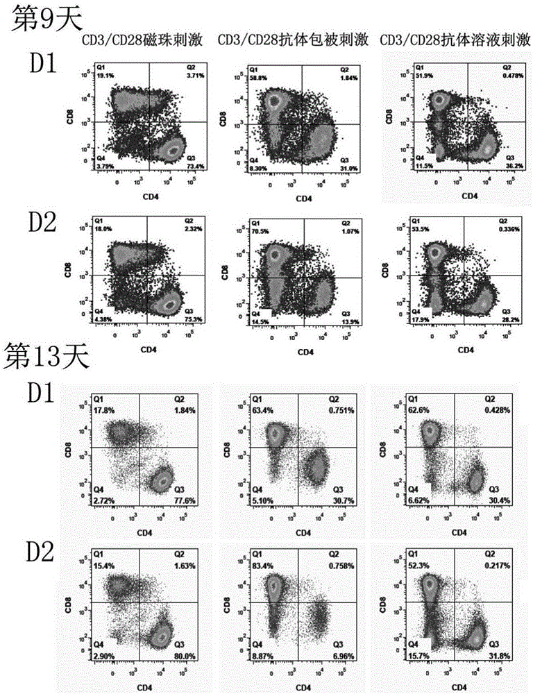 Method for in-vitro culture and enrichment of CD8+ T cells