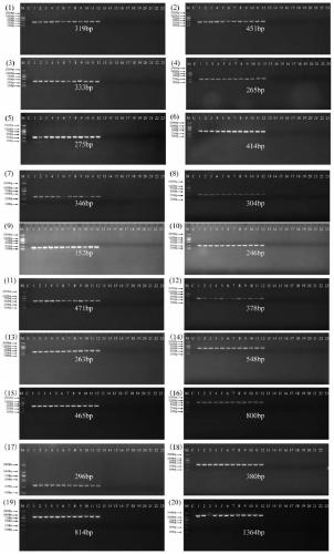 Novel specific molecular target for vibrio parahaemolyticus and rapid detection method thereof