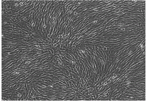 Method for efficiently separating umbilical cord mesenchymal stem cells