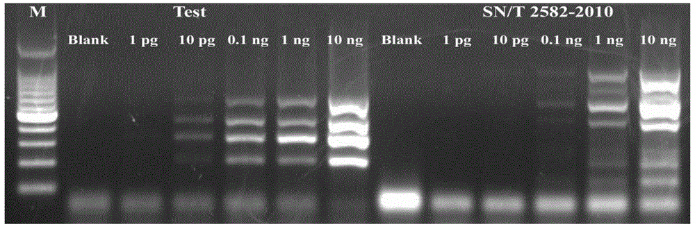 Multiple PCR detection primer group, kit and detection method for fungus producing aflatoxin
