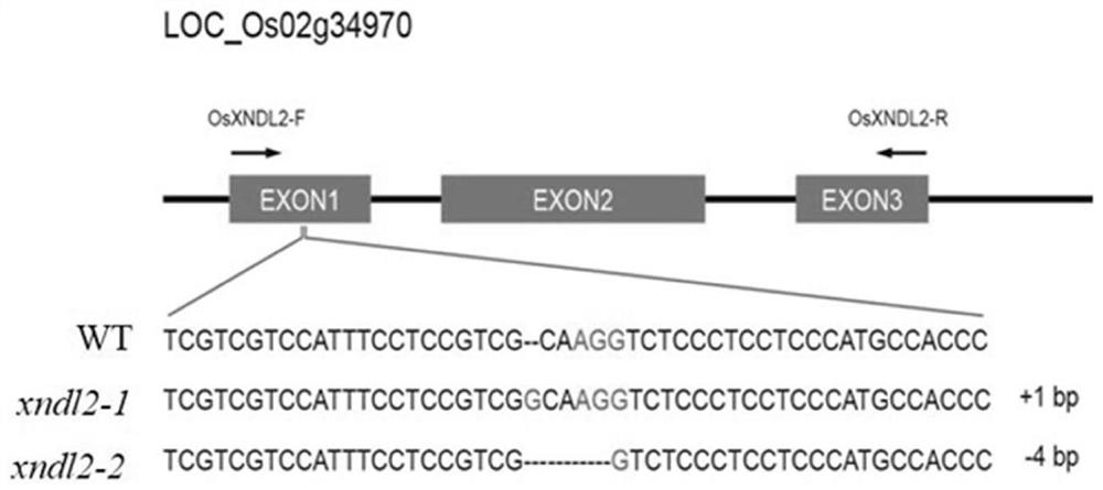 A kind of xndl2 gene, protein, overexpression vector, acquisition method and application of sheath blight resistant rice