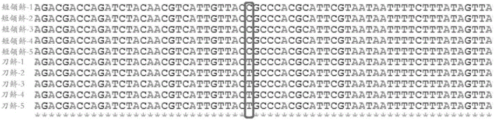 Molecular marker for identifying coilia nasus and C. brachygnathus, and application of molecular marker