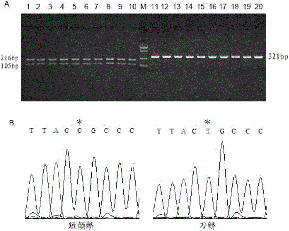 Molecular marker for identifying coilia nasus and C. brachygnathus, and application of molecular marker