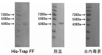 Application of flagellar hook protein FlgE of reorganized pseudomonas aeruginosa