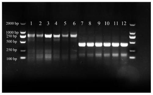 Molecular marker and method for identifying Belgian rabbit and hare